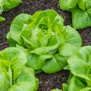 All Year Round Lettuce Seeds