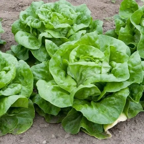 Buttercrunch Lettuce Seeds