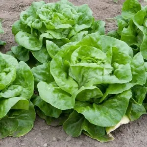Buttercrunch Lettuce Seeds